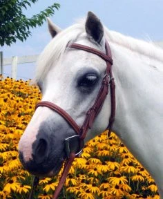 Americana Plain Raised Bridle, Cob Only