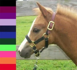 Hamilton Breakaway Halter, Pony Weanling Size