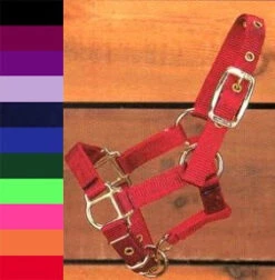 Hamilton Nylon Halter, Pony Foals & Weanlings
