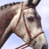 Passport Plain Raised Bridle -Horse Supply Store BPassportBridle 63578.1466105297.1280.1280