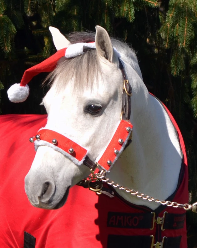Holiday Horse Wear, Halter Set With Bells 3 Holiday Horse Wear, Halter Set With Bells