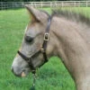 Leather Pony Foal Halter -Horse Supply Store b traditional foal halter 80634.1613165286.1280.1280