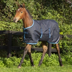 Amigo Foal / Mini Turnout Blanket, Navy/Electric Blue, 30" - 60"