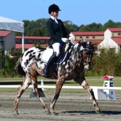 Breyer Buckeye, Dressage Mule -Horse Supply Store l buckeye model breyer 257399 2000x 19665.1662349431.1280.1280