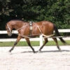 Pessoa Training System - Pony 1 Pessoa Training System - Pony -Horse Supply Store l pessoa lunging 460300 56506.1591067313.1280.1280