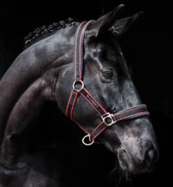Rambo Padded Halter, Pony & Cob -Horse Supply Store l rambo padded halter black orange 81547.1491676201.1280.1280