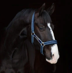 Rambo Padded Halter, Pony & Cob