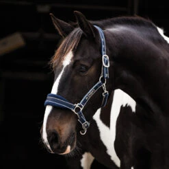 Rambo Padded Halter, Pony & Cob -Horse Supply Store l rambo padded halter witney navy 19477.1491676200.1280.1280