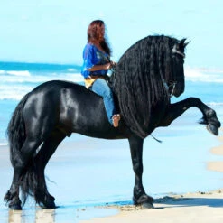 Breyer Sjoerd, Champion Friesian Stallion -Horse Supply Store l sjoerd model breyer 180167 2000x 79085.1671514563.1280.1280